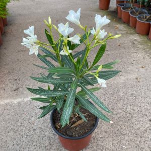 LAUREL DE FLOR ENANO