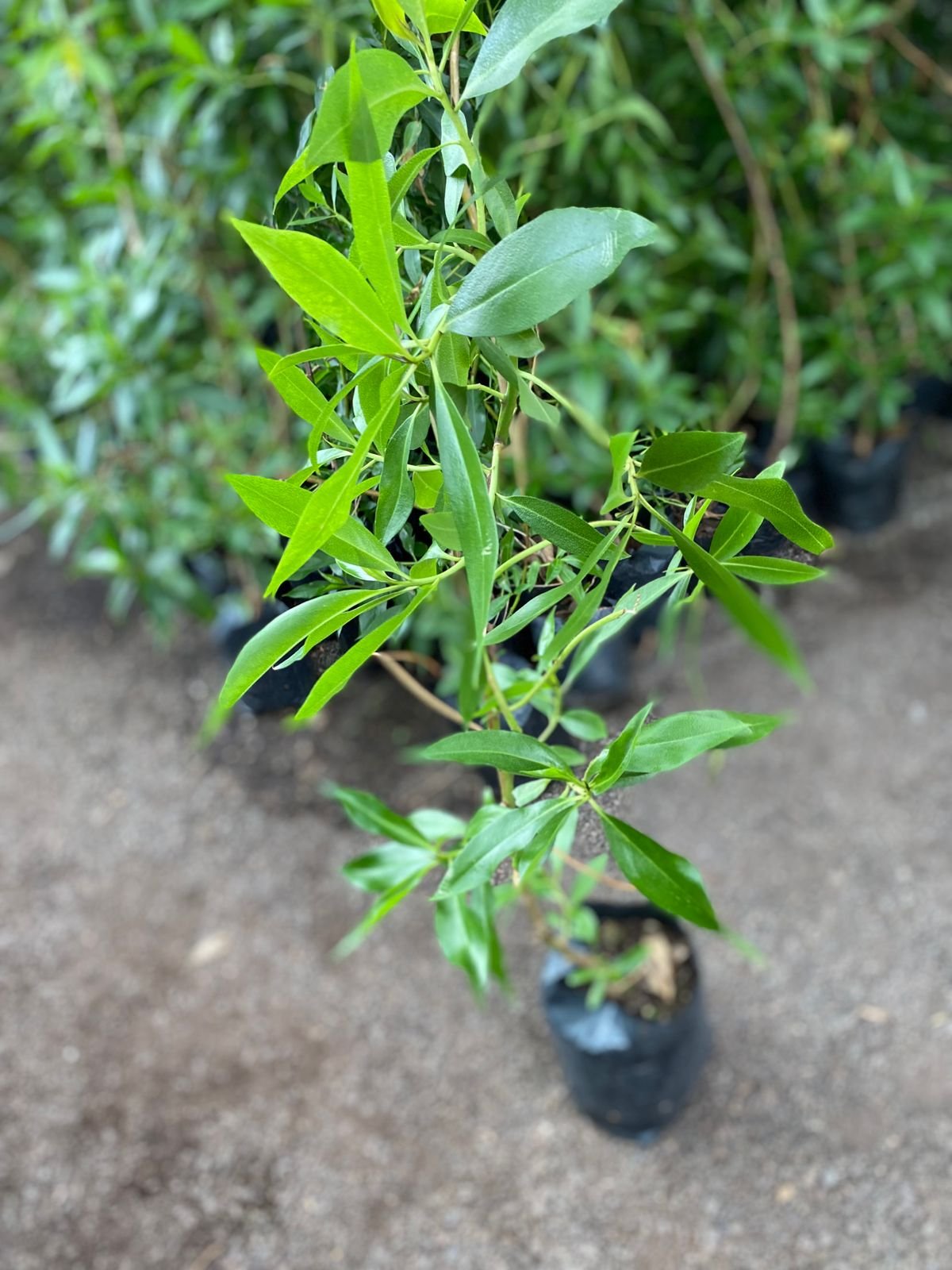 MIOPOROS
