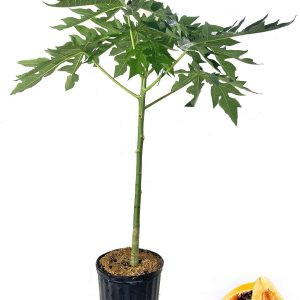 PAPAYO ARBOL