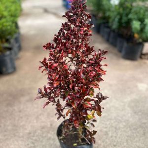CROPOSMA REPENS ROJO