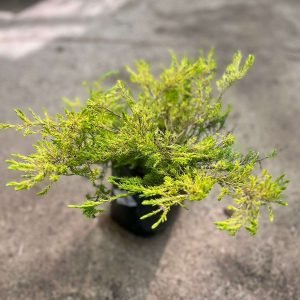 DIOSMA AMARILLO