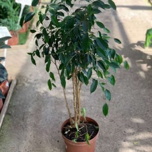 FICUS DANIELLE "M"