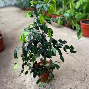 FICUS NEGRO M-17