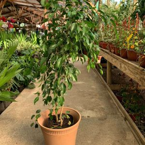 FICUS BENJAMINA
