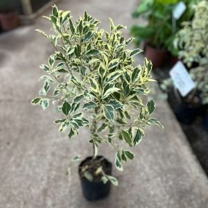 FICUS VARIEGADO FORMATO BOLSA