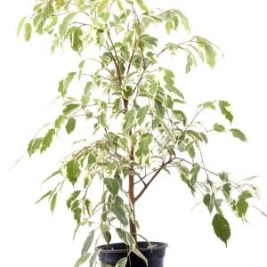 FICUS BLANCO EN BOLSA