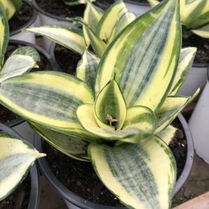 SANSEVIERIA RADIANT