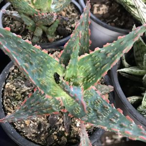 ALOE FRAGILIS