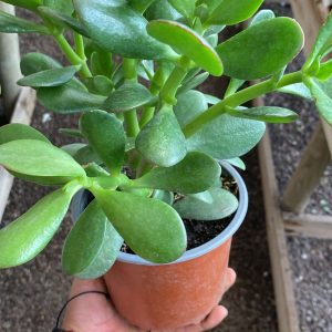 JADE HOJA CHICA Y HOJA GRUESA
