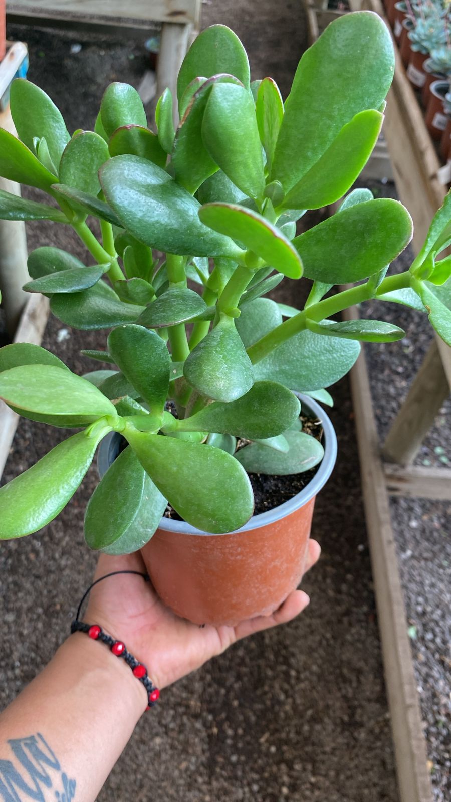 JADE HOJA CHICA Y HOJA GRUESA