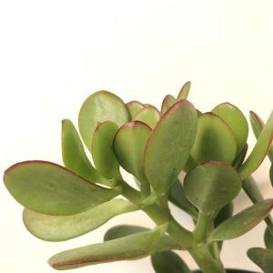 JADE MACHO "hoja gruesa"