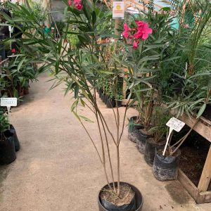 LAUREL DE FLOR