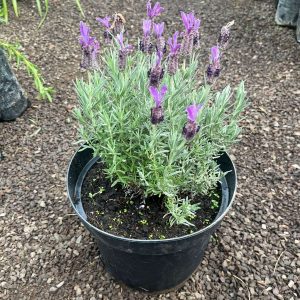 LAVANDA STOECHA