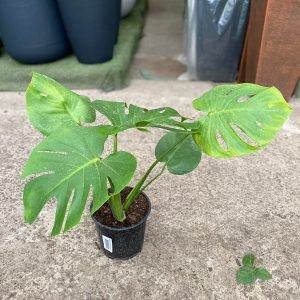 MONSTERA DELICIOSA M-17