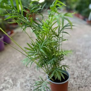 PALMERA CHAMAEDOREA