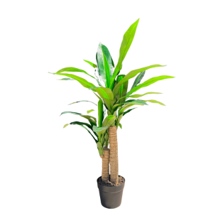 DRACAENA 90CM VERDE