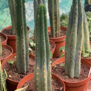 CACTUS SAN PEDRO 1,20M