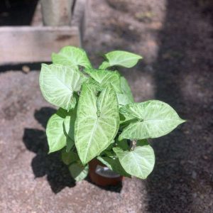 SINGONIO VERDE