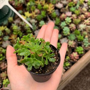 SUCULENTAS MINI