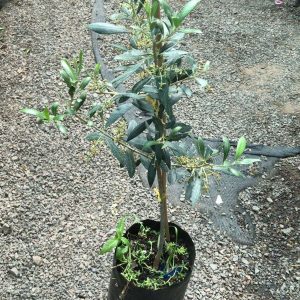 OLIVOS SEVILLANOS