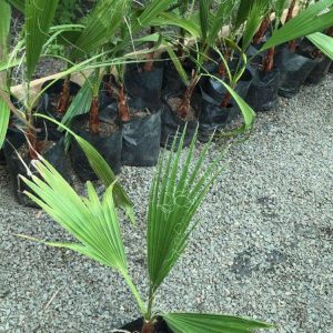 PALMERA WASHINGTONIA CHICA