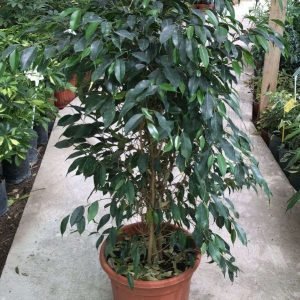 FICUS GOLDEN MUNIQUE M-35 1,80M