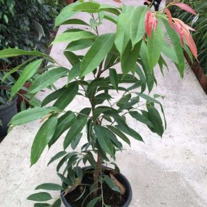 FICUS ALHÍ XL