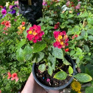 LANTANA ARBUSTIVA m28