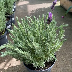 LAVANDA BANDERA ROSE