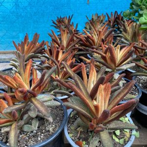 KALANCHOE TOMENTOSA CHOCOLATE