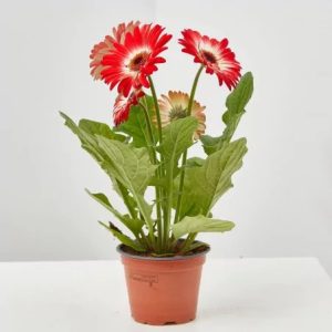 GERBERAS m14