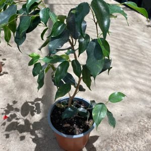 FICUS MIXTO (VERDE Y BLANCO) BOLSA