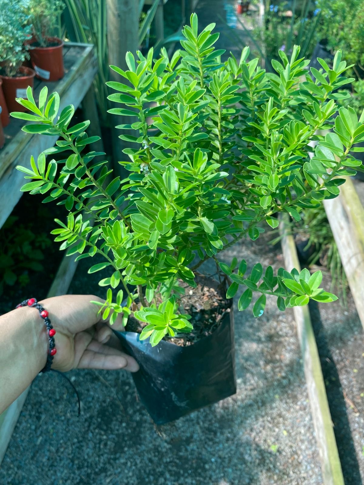 VERONICA PROSTATA