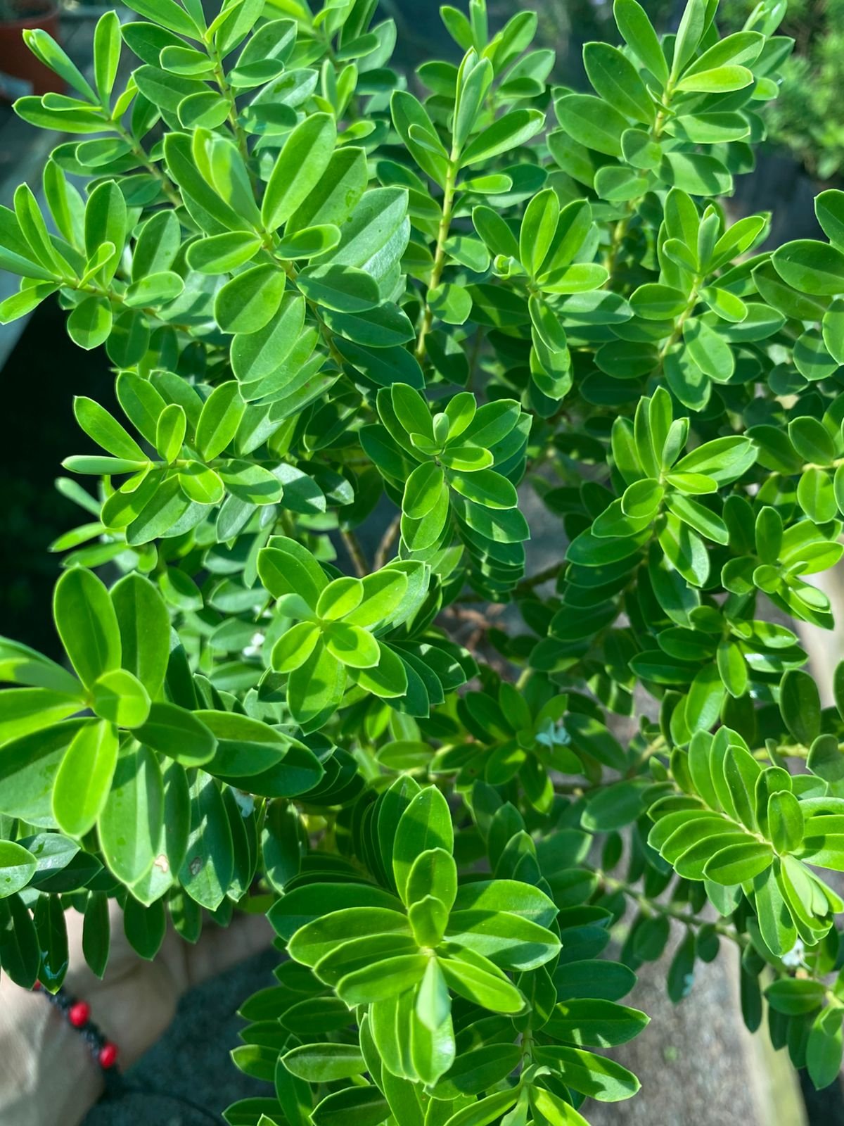 VERONICA PROSTATA - Imagen 3