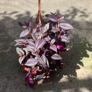 TRADESCANTIA ZEBRINA