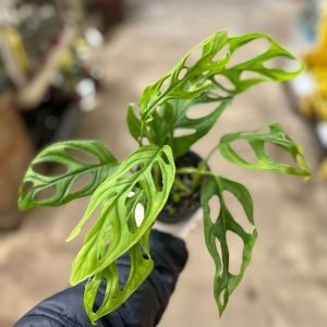 MONSTERA ESQUELETO
