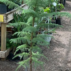 PINO ARAUCARIA 1.20M