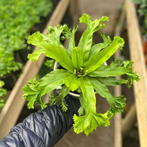 HELECHO ASPLENIUM CRISSIE
