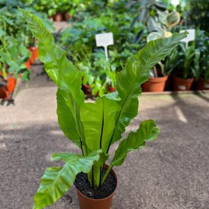 HELECHO ASPLENIUM