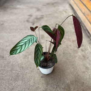 Calathea setosa