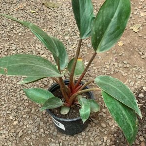 FILODENDRO CONGO ROJO