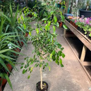 FICUS BENJAMINA BOLSA