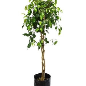 FICUS TRENZADO b35