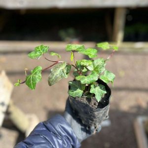 HIEDRA DE HOJA CHICA