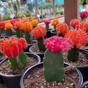 CACTUS JAPONÉS