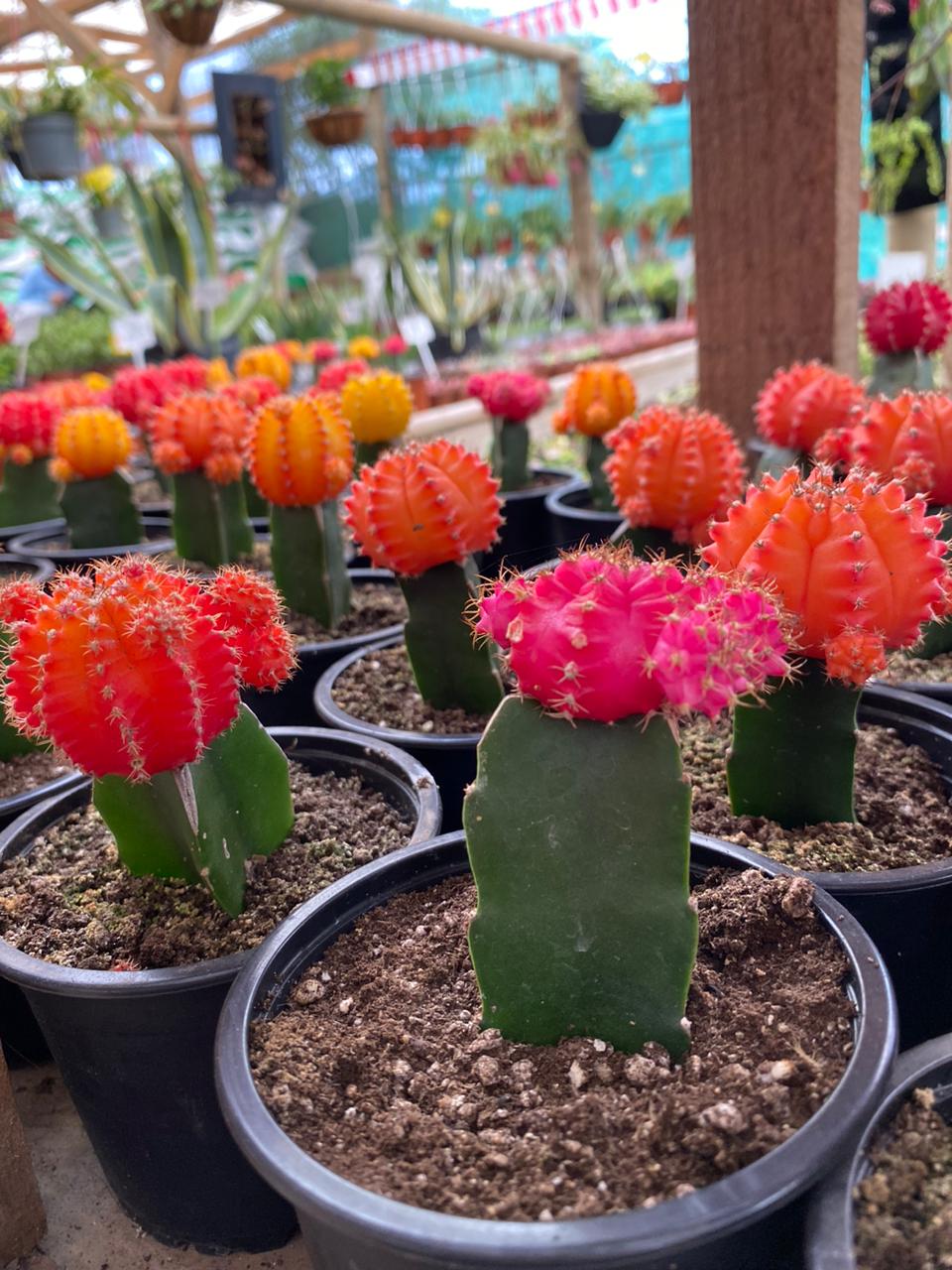 CACTUS JAPONÉS