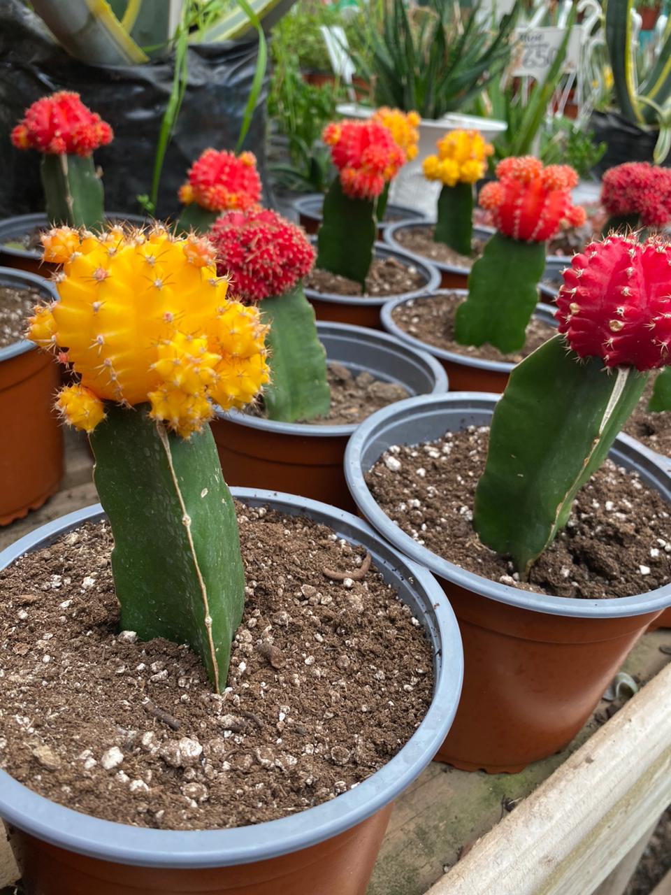 CACTUS JAPONÉS - Imagen 2