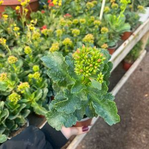 KALANCHOE HAPPY