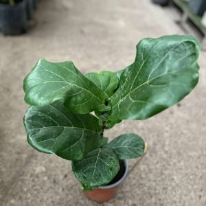FICUS LYRATA M-17