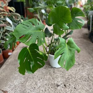 MONSTERA DELICIOSA M-23